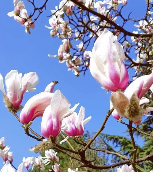 春天的花朵（以樱花为主角）