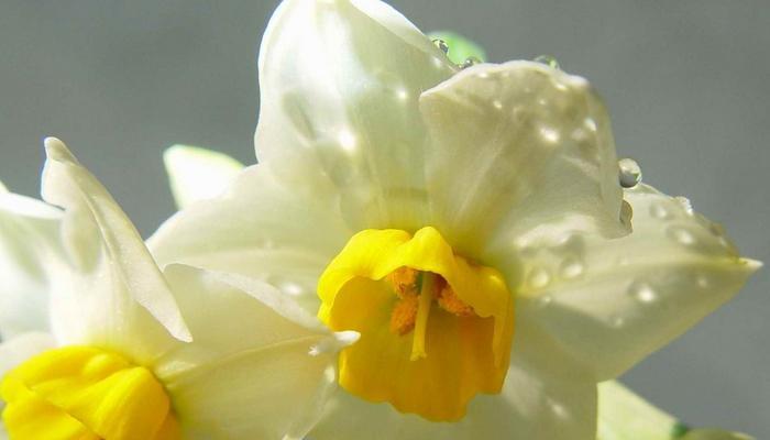 探寻纯白水仙花的深意（纯白水仙花花语与心灵之间的奇妙纽带）