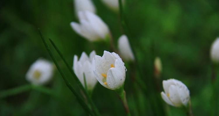 葱兰花（葱兰花的花语及文化内涵）