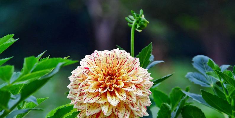 大丽花的花语意义（揭示大丽花的十五种花语及象征意义）