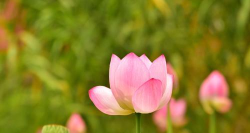 友情之花——以花花为代表的友情故事（花花的友情永不凋零）