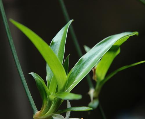 吊兰花的花语与含义（探寻吊兰花的神秘之美）