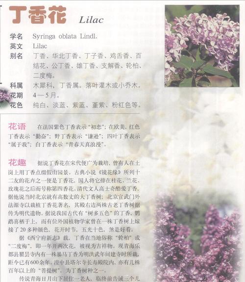 丁香花语和寓意（探寻丁香花的神秘之意）