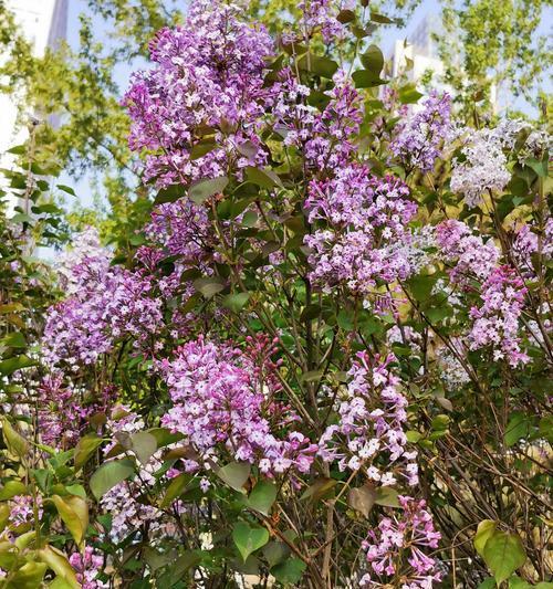 丁香花的花语与意义（追寻美好的感悟和启示）