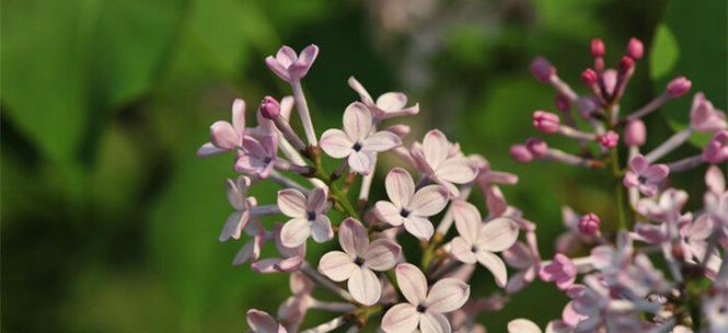 丁香花的花语与意义（追寻美好的感悟和启示）