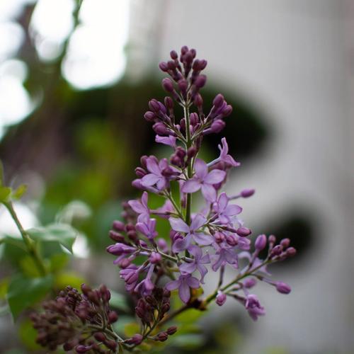 丁香花（丁香花语与寓意解析）