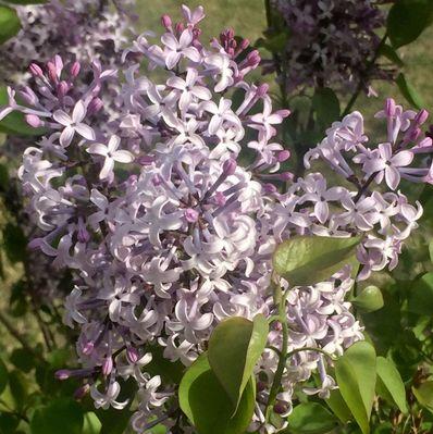 丁香花的代表意思与传说（丁香花的美丽寓意与文化传承）