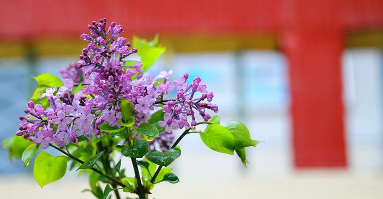 丁香花的代表意思与传说（丁香花的美丽寓意与文化传承）