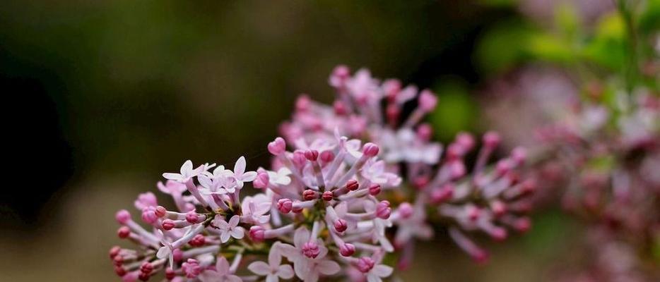 丁香花的代表意思与传说（丁香花的美丽寓意与文化传承）