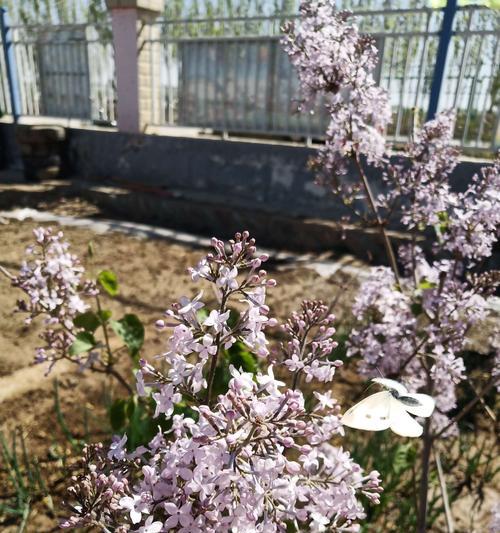 丁香花花语——寄托美好的情感与祝福（丁香花的含义及其象征的爱与希望）