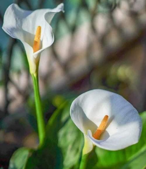 白色马蹄莲的花语是什么？白色马蹄莲代表的含义有哪些？