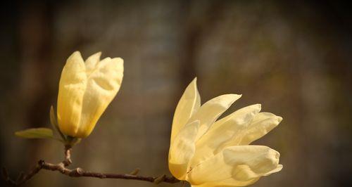 白玉兰花象征什么？白玉兰花的寓意有哪些常见问题解答？