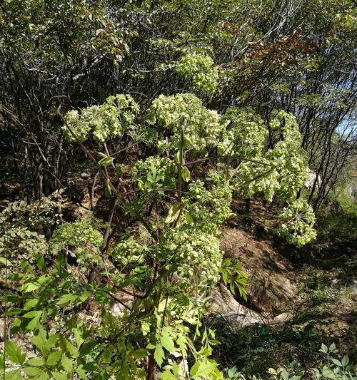 白芷的花语有哪些含义？