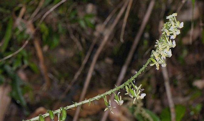 剑兰不开花怎么办？如何促进剑兰花期开花？