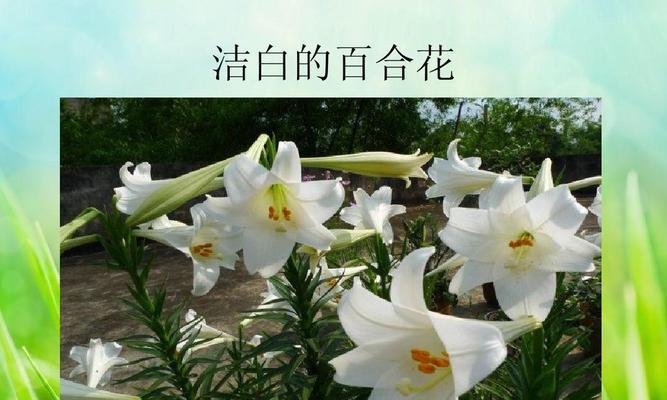 百合花代表什么意思？不同颜色百合花的寓意是什么？