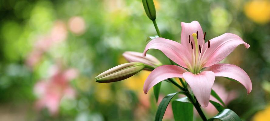 百合花的含义是什么？花语有哪些常见问题？