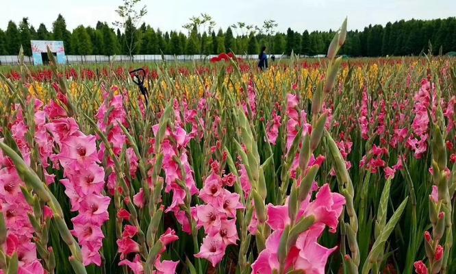 剑兰最佳种植时间是什么时候？几月份种植剑兰最好？