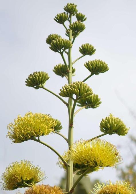 剑麻需要养多久才会开花？开花前的养护要点是什么？