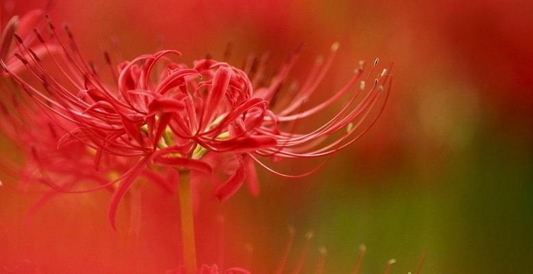 彼岸花花语是什么？彼岸花的寓意和象征有哪些？