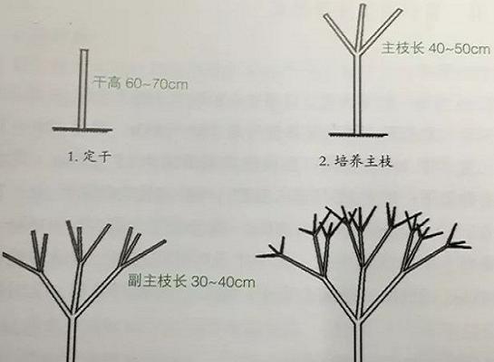 将军柱修剪方法有哪些？如何正确修剪将军柱？