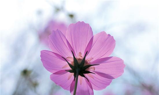 波斯菊的花语是什么？它寓意着什么？