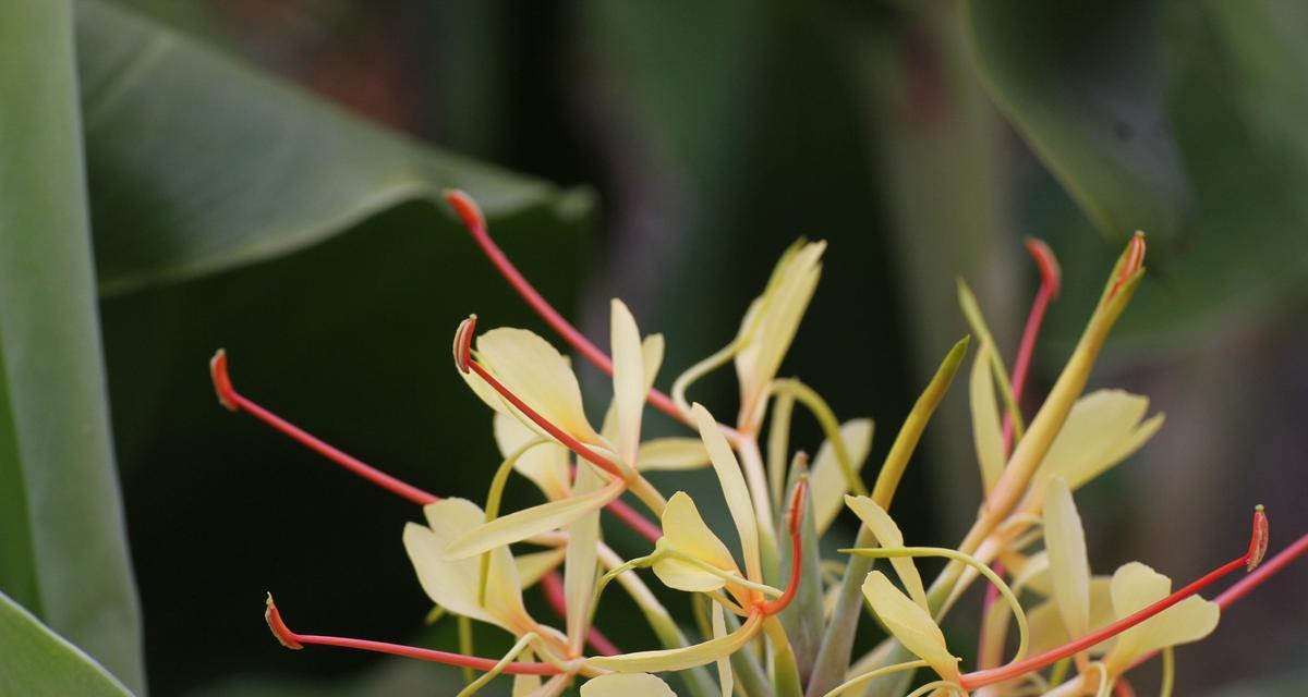 姜花的花语是什么？姜花寓意有哪些常见问题解答？