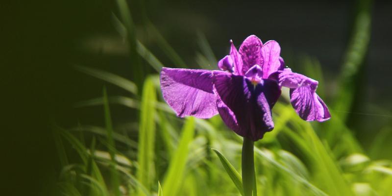 菖蒲花花语是什么？如何用菖蒲花表达情感？