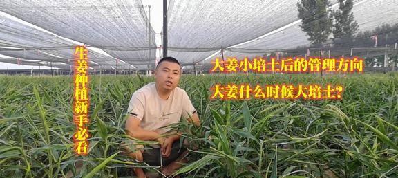 姜的最佳收获季节是什么时候？采收时间应该在几月份？