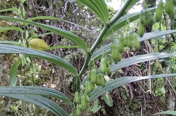 姜的最佳种植时间是什么时候？种植姜需要注意哪些问题？