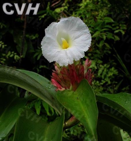 姜是喜阴植物还是喜阳光植物？种植姜的光照需求解析？