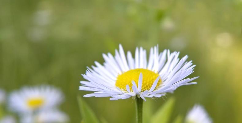 雏菊代表什么颜色？花语有哪些含义？