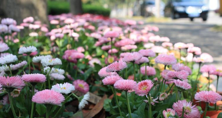 雏菊花的花语有哪些含义？