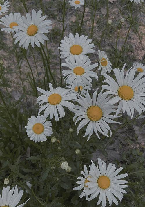 雏菊花代表什么含义？如何正确解读雏菊花的花语？