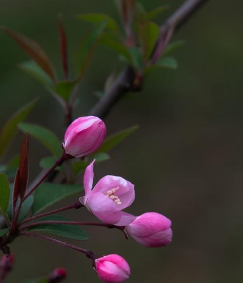 垂丝海棠的花语有哪些含义？