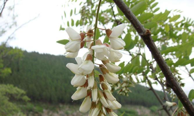 刺槐花语是什么意思？刺槐花代表了哪些情感？