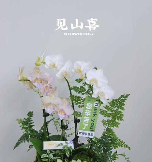 教师节送什么绿植好？有哪些寓意丰富的植物推荐？