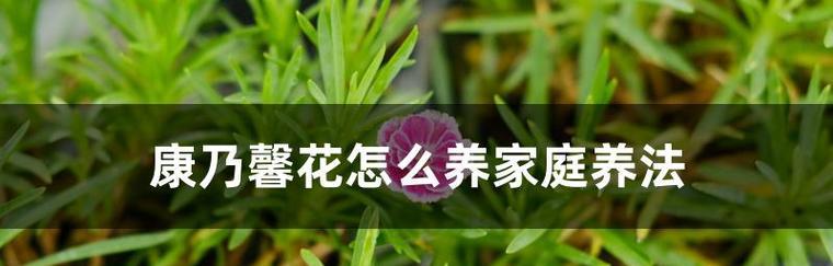 酵母粉浇花的正确方法是什么？使用后对花卉有哪些益处？