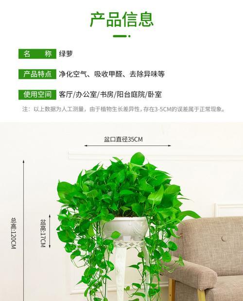 酵素浇绿萝有什么好处？使用方法是什么？