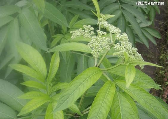 接骨草果实可以直接食用吗？食用方法和注意事项是什么？