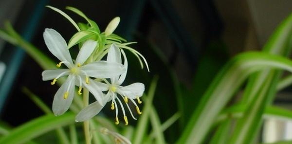 吊兰的花语是什么？如何养护才能开出美丽的花朵？