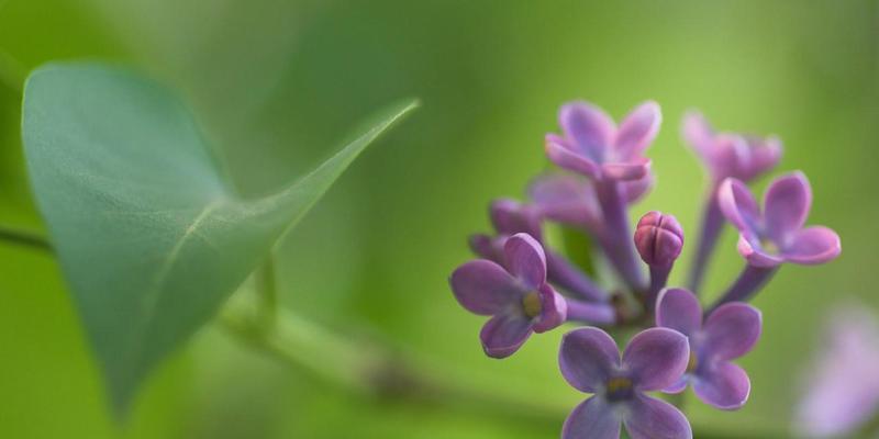 丁香的花语是什么？丁香花代表了哪些含义？