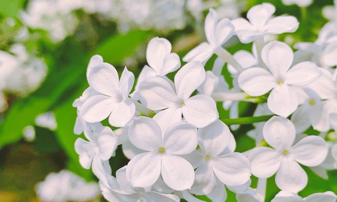 丁香的花语是什么？丁香花代表了哪些含义？