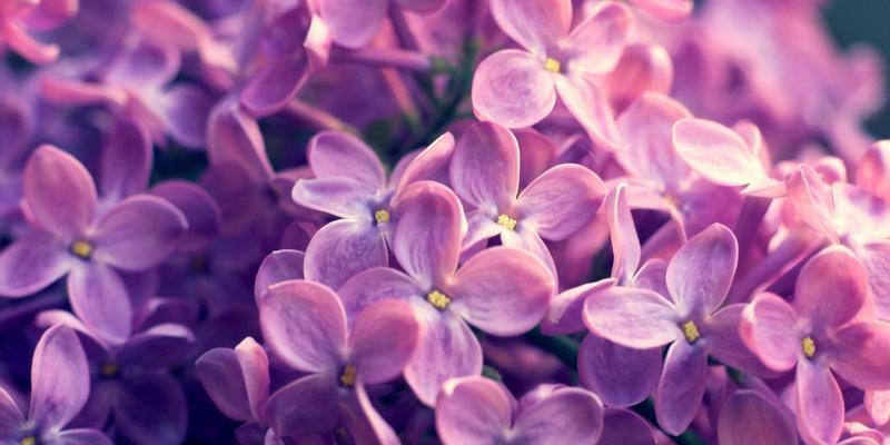 丁香花代表什么？丁香花的寓意和花语有哪些？