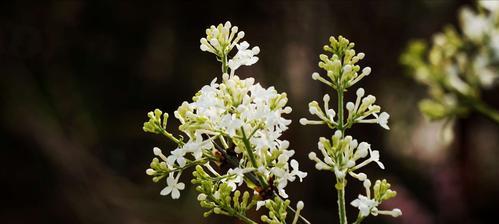 丁香花代表什么？丁香花的寓意和花语有哪些？