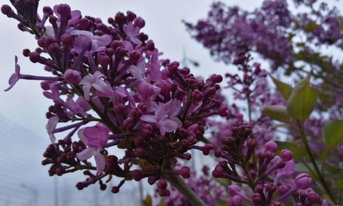 丁香花代表什么意思？丁香花的花语有哪些含义？