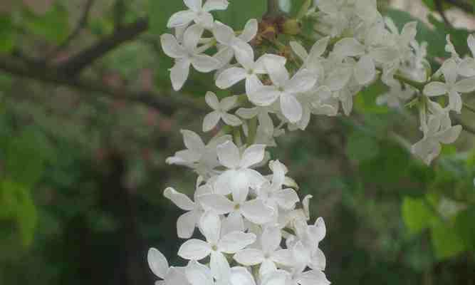 丁香花花语是什么？如何用丁香花表达情感？