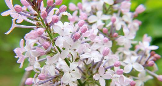 丁香花的花语是什么？丁香花象征着什么含义？