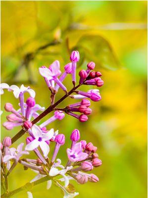 丁香花的寓意是什么？如何用丁香花表达情感？