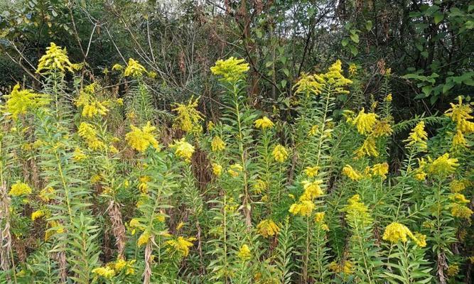 节节草与麻黄草有何不同？它们是同一物种吗？