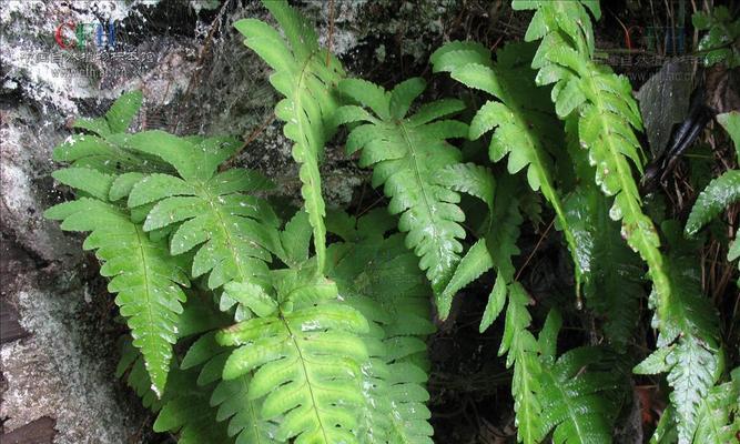 节节草属于蕨类植物吗？它的分类和特性是什么？